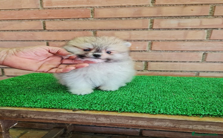 Pomerania perros - Anuncio 2