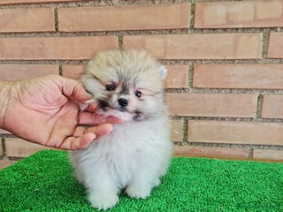 Pomerania perros - Anuncio 5