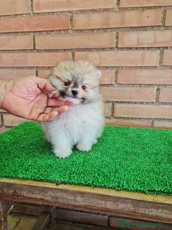 Pomerania perros - Anuncio 1