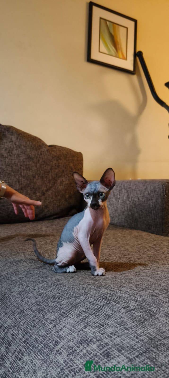 Sphynx gatos Preciosa camada Sphynx - Anuncio 2