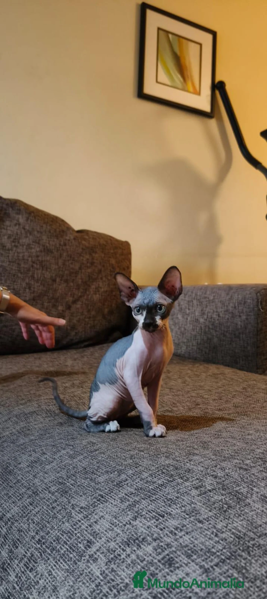 Sphynx gatos en venta: Preciosa camada Sphynx - Anuncio 2