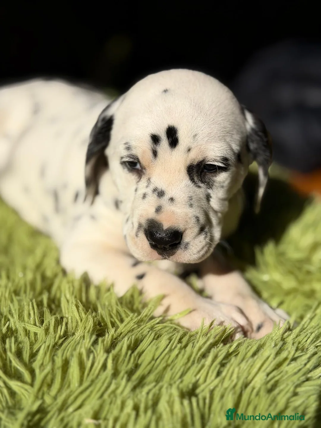 Dálmata perros en venta: Dalmata - Anuncio 2