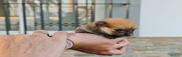 Pomerania perros en venta: Pomerania  - Anuncio 3