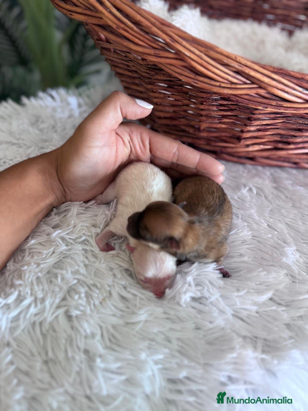 Pomerania perros en venta: POMERANIA HEMBRAS - Imagen 7