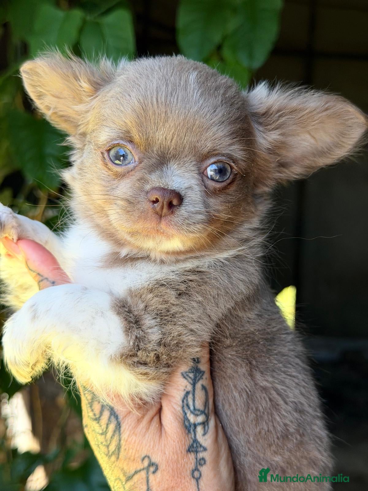 Chihuahua perros CHIHUAHUA PELO LARGO LILAC  - Anuncio 1