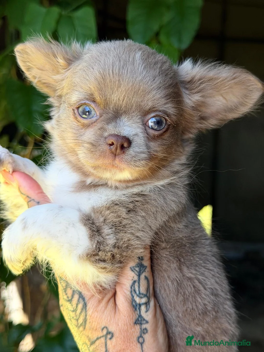 Chihuahua perros en venta: CHIHUAHUA PELO LARGO LILAC  - Anuncio 1