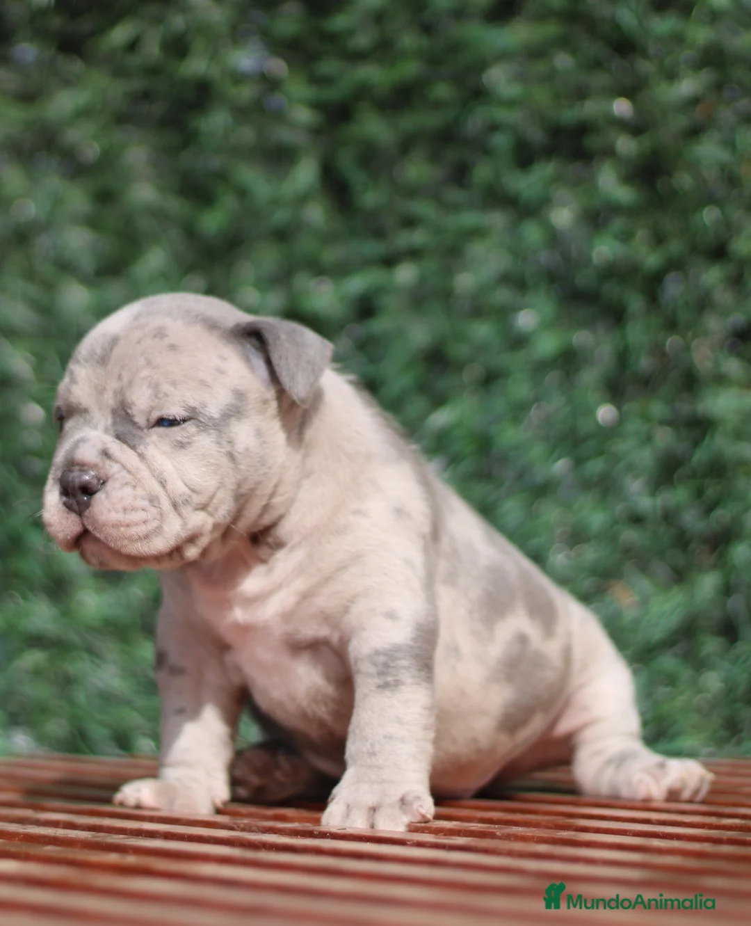 American Bully perros en venta: AMERICAN BULLY CRIADERO en Sevilla - Anuncio 4