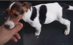 Jack Russell Terrier perros en venta: Camada de Jack Russell Terrier 450€ - Imagen 3