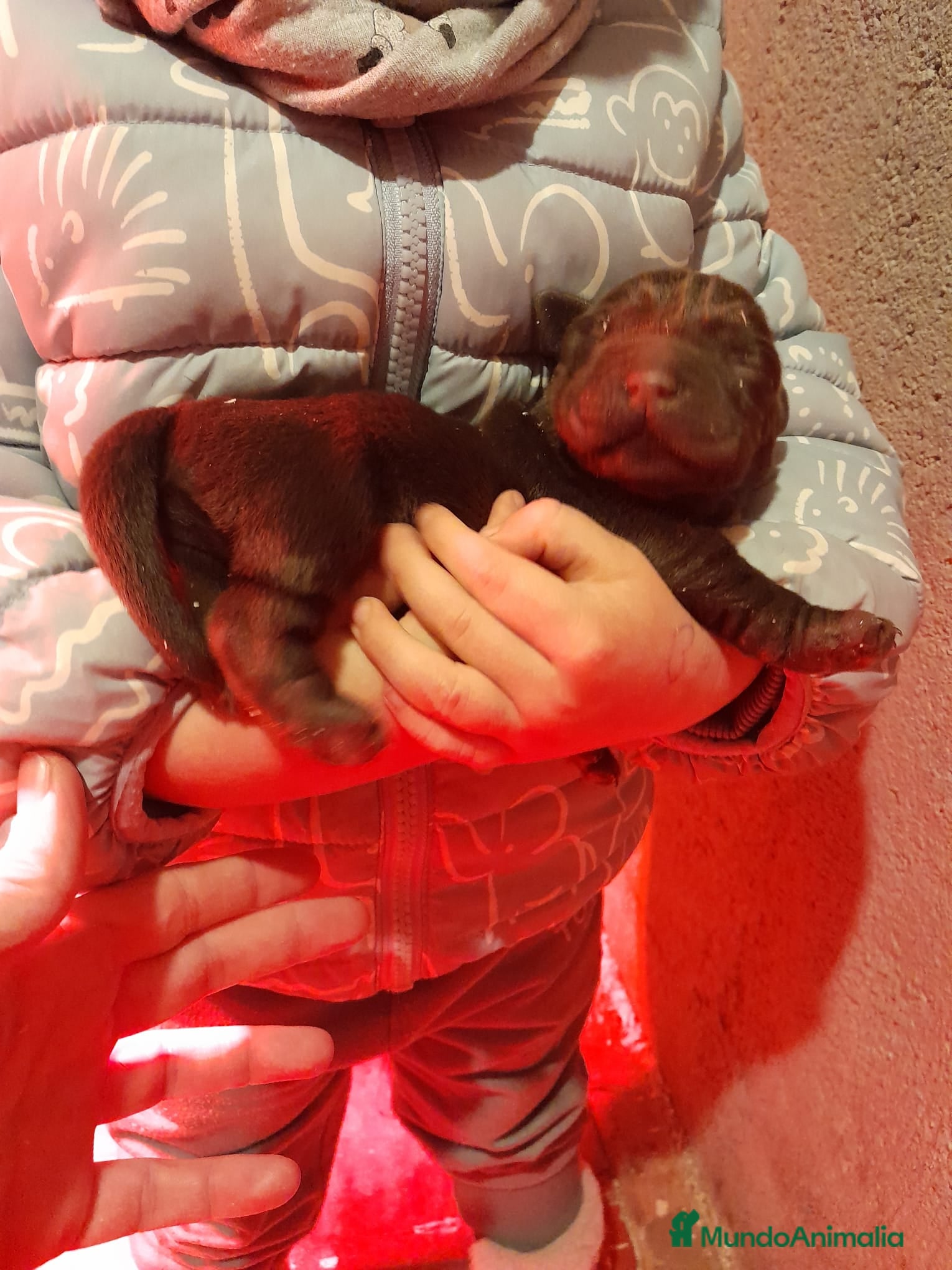 Labrador Retriever perros Cachorros Labrador color chocolate en Granada - Anuncio 2