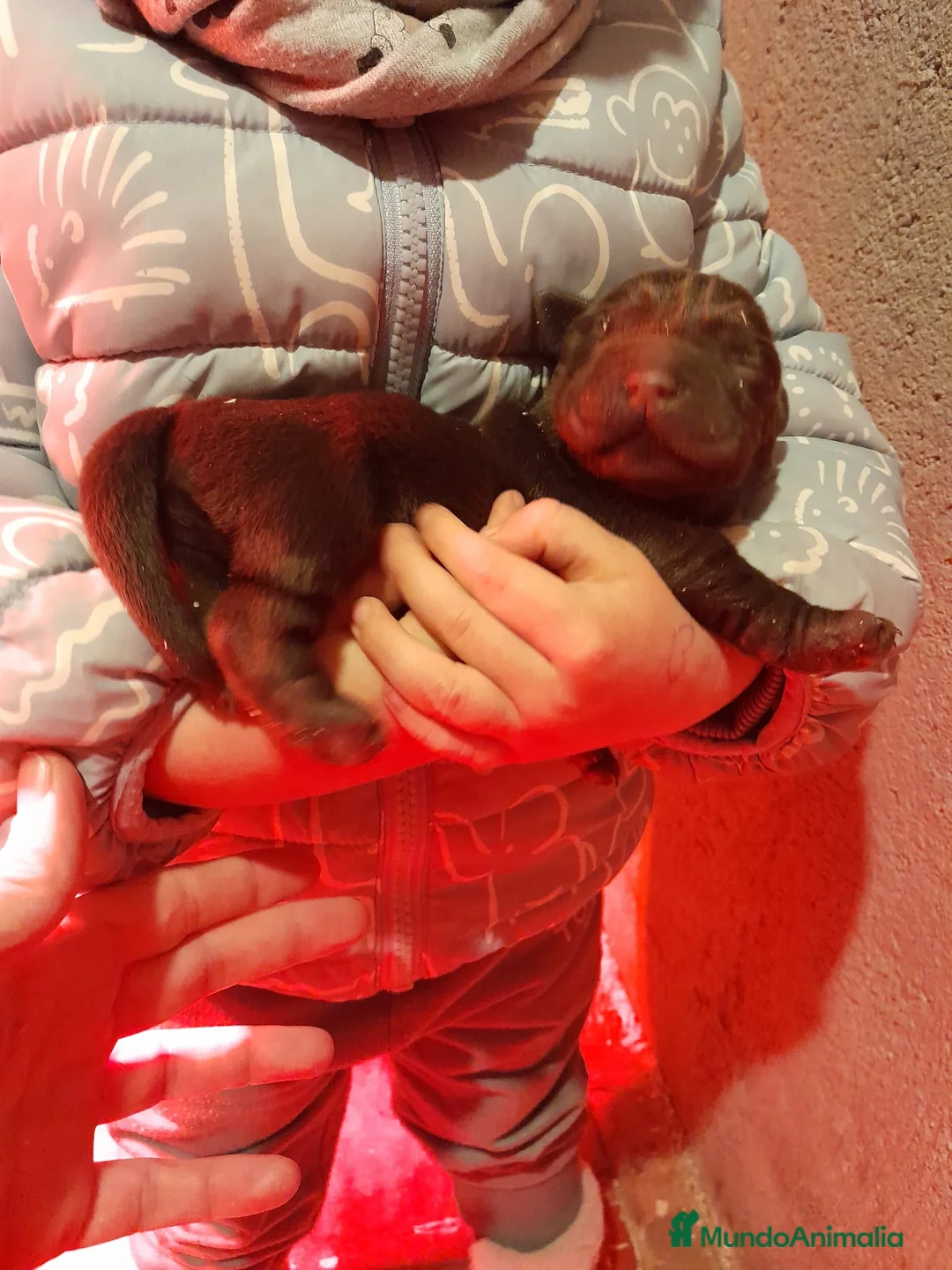 Labrador Retriever perros en venta: Cachorros Labrador color chocolate en Granada - Anuncio 2