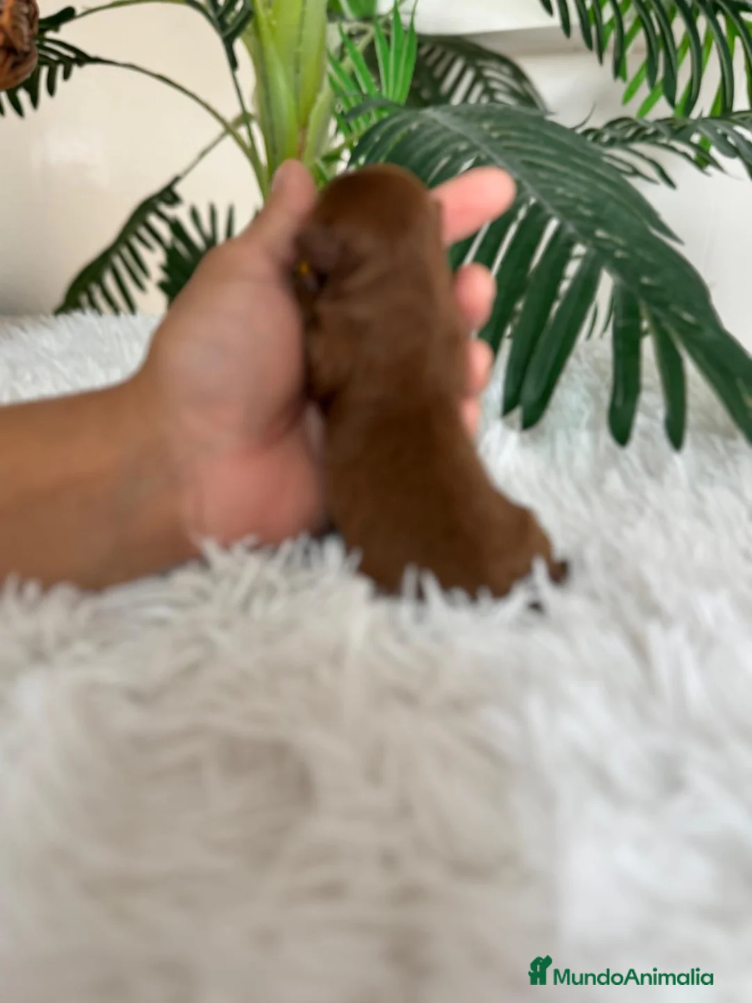 Maltipoo perros en venta: MALTIPOO ROJOS - Anuncio 2