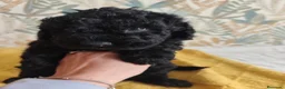 Perro de Agua Español perros en venta: PDA SEGOVIA en Cantabria - Anuncio 4