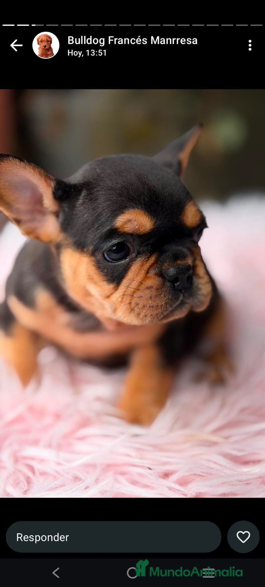 Bulldog Francés perros BULLDOG FRANCÉS BLACK AND TAN - Anuncio 1