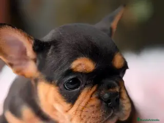 Bulldog Francés perros BULLDOG FRANCÉS BLACK AND TAN - Anuncio 1