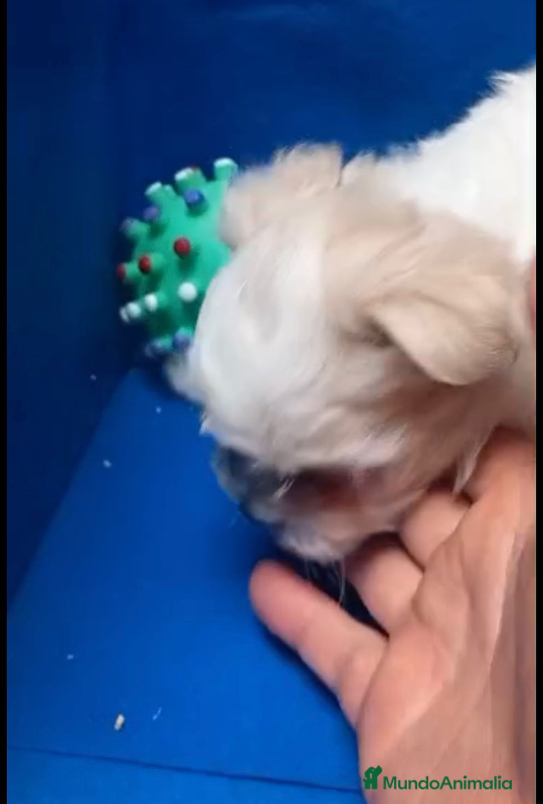 Bichón Maltés perros en venta: Bichon maltés toy - Imagen 7