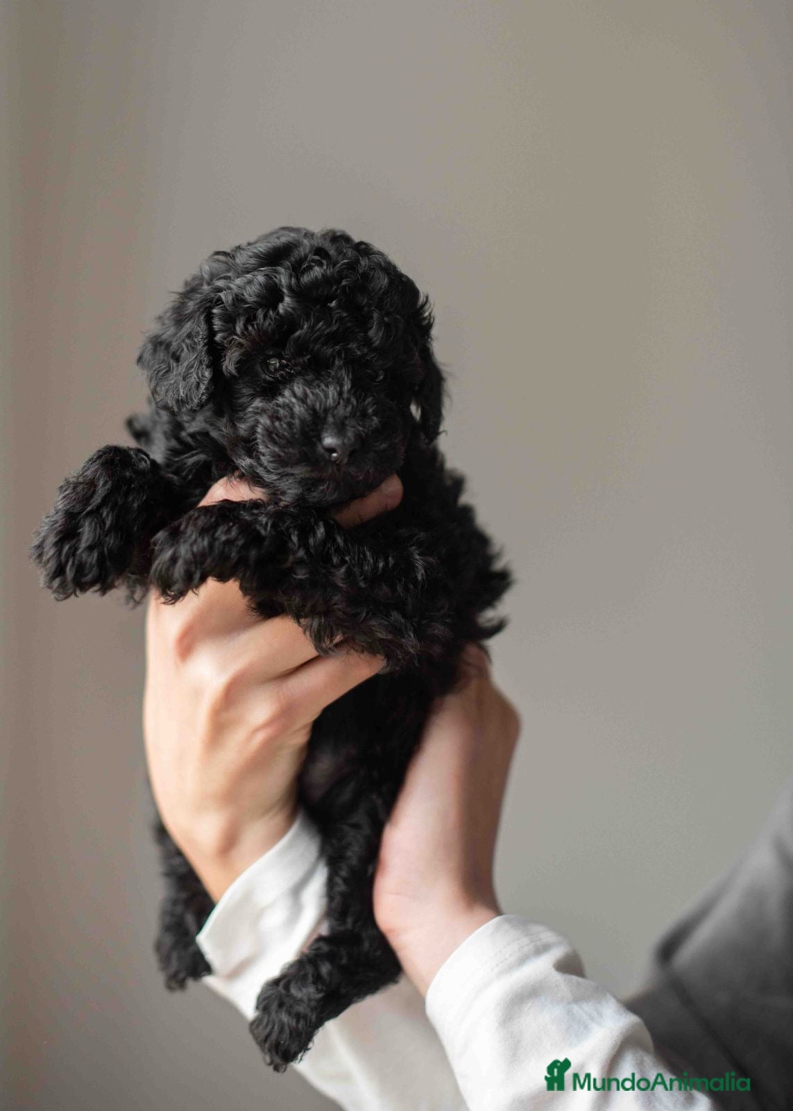 Caniche Toy perros Caniches toys negros - Anuncio 2