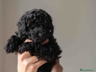 Caniche Toy perros Caniches toys negros - Anuncio 19