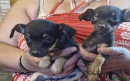 Pinscher Miniatura perros en venta: Pincher miniatura - Imagen 1