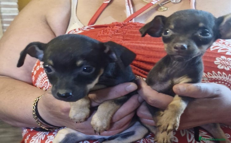 Pinscher Miniatura perros - Propaganda 1