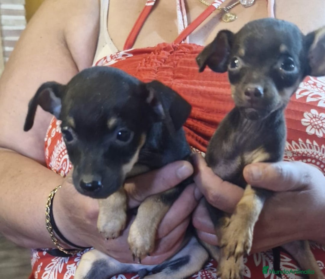Pinscher Miniatura perros en venta: Pincher miniatura - Imagen 1