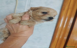 Maltipoo perros en venta: Maltipoo mini calidad y selección  - Imagen 3