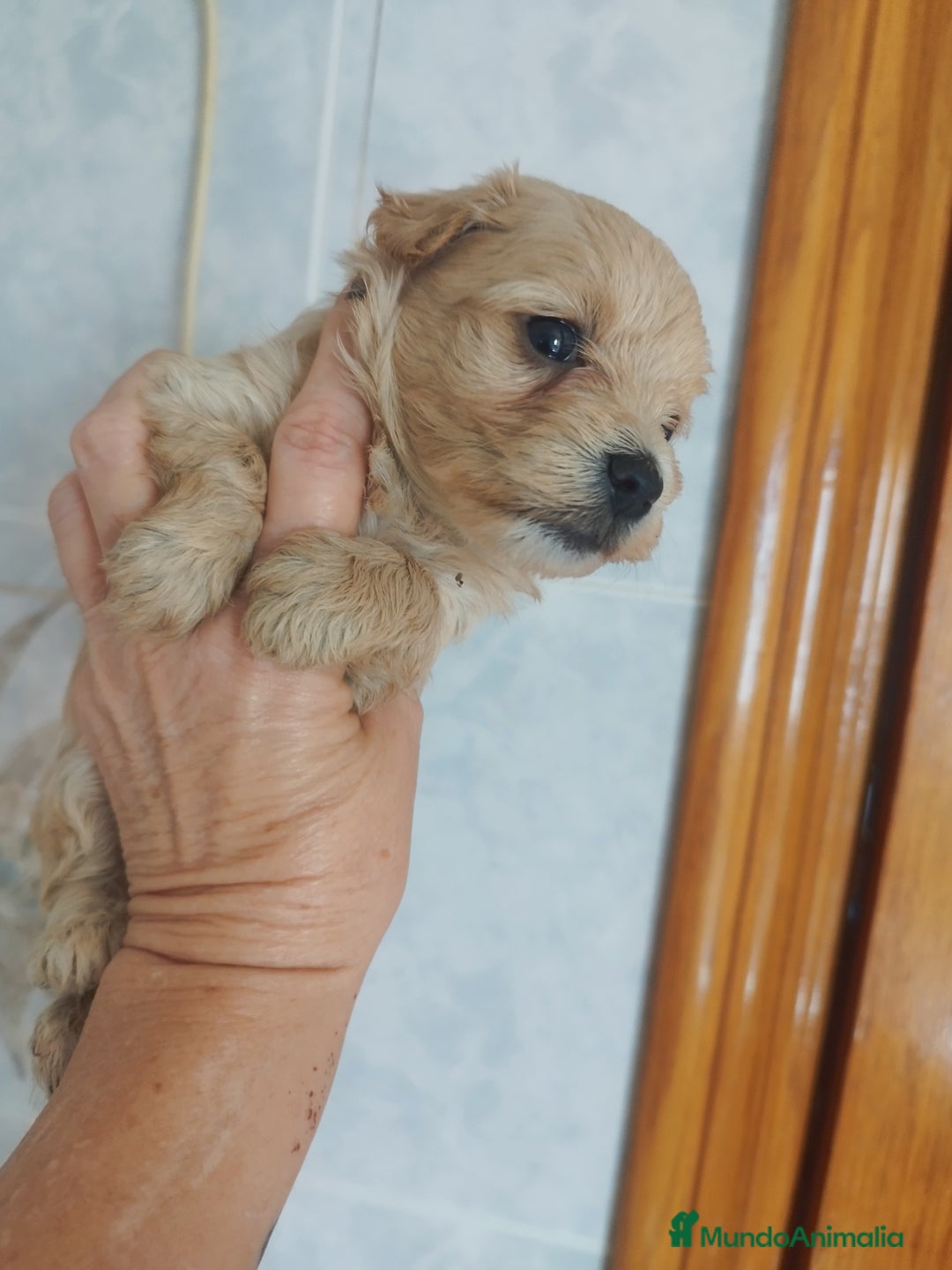 Maltipoo perros en venta: Maltipoo mini calidad y selección  - Imagen 3