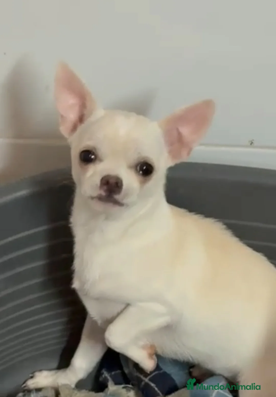 Chihuahua perros en venta: Chihuahua mini - Anuncio 1