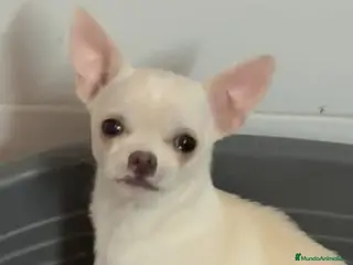 Chihuahua perros Chihuahua mini - Anuncio 1