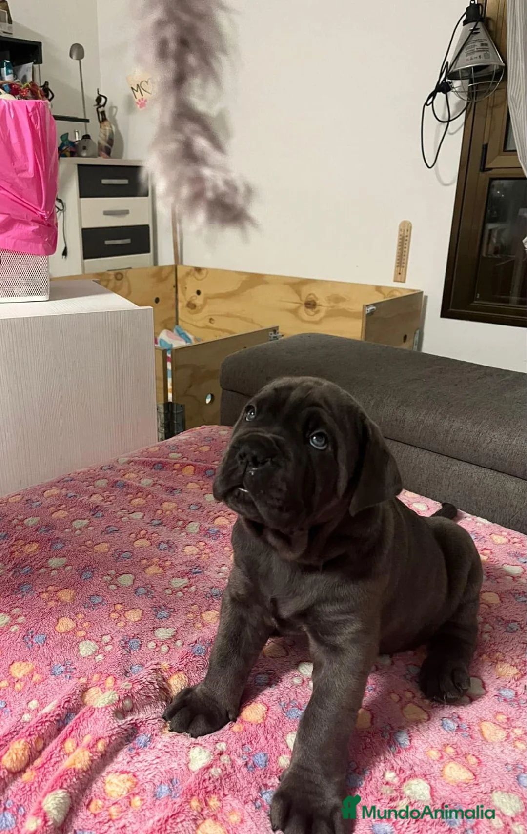 Cane Corso perros en venta: CANE CORSO BLUES Y NEGROS  - Anuncio 2