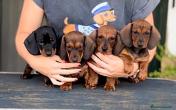 Teckel perros en venta: Cachorros hembras teckel - Imagen 1
