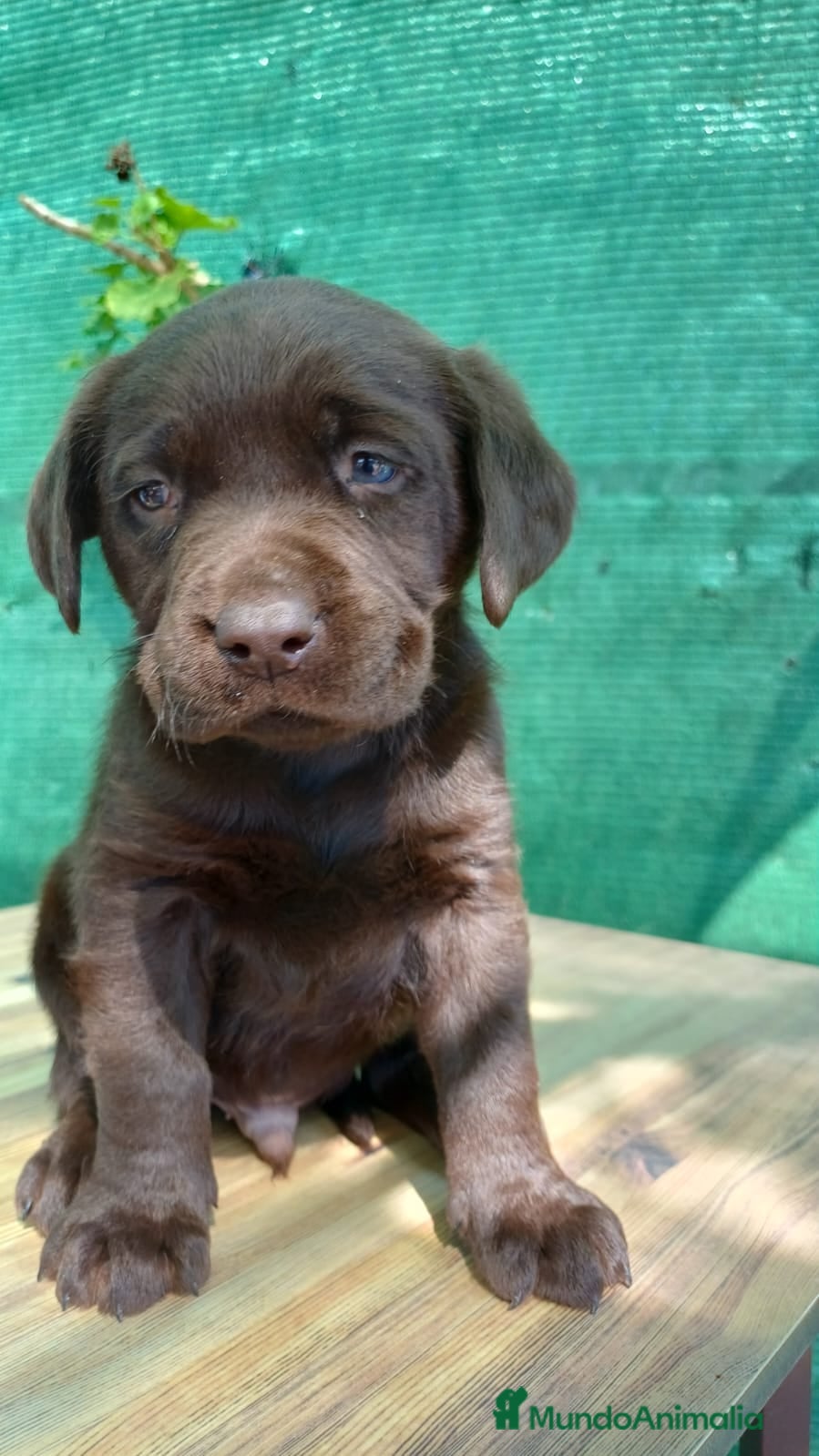 Labrador Retriever perros Espectacular macho chocolate  - Anuncio 1