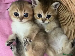 Británico de Pelo Corto gatos Británico gatitos - Anuncio 2