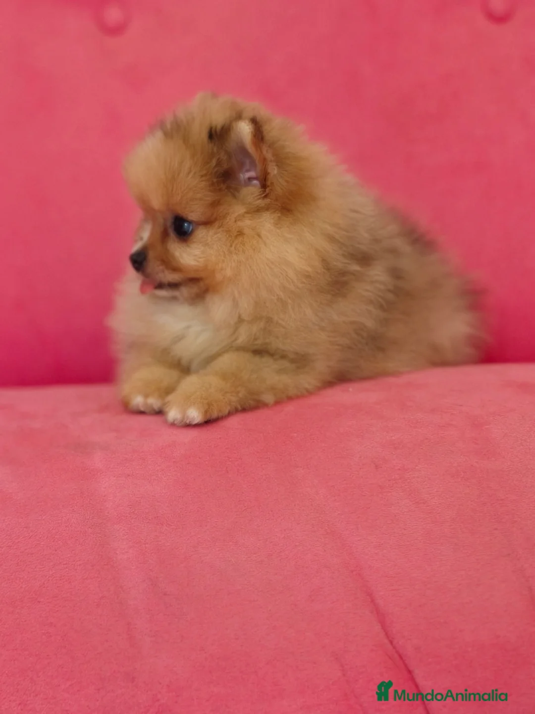 Pomerania perros en venta: Pomerania TOY Sable merle - Anuncio 2