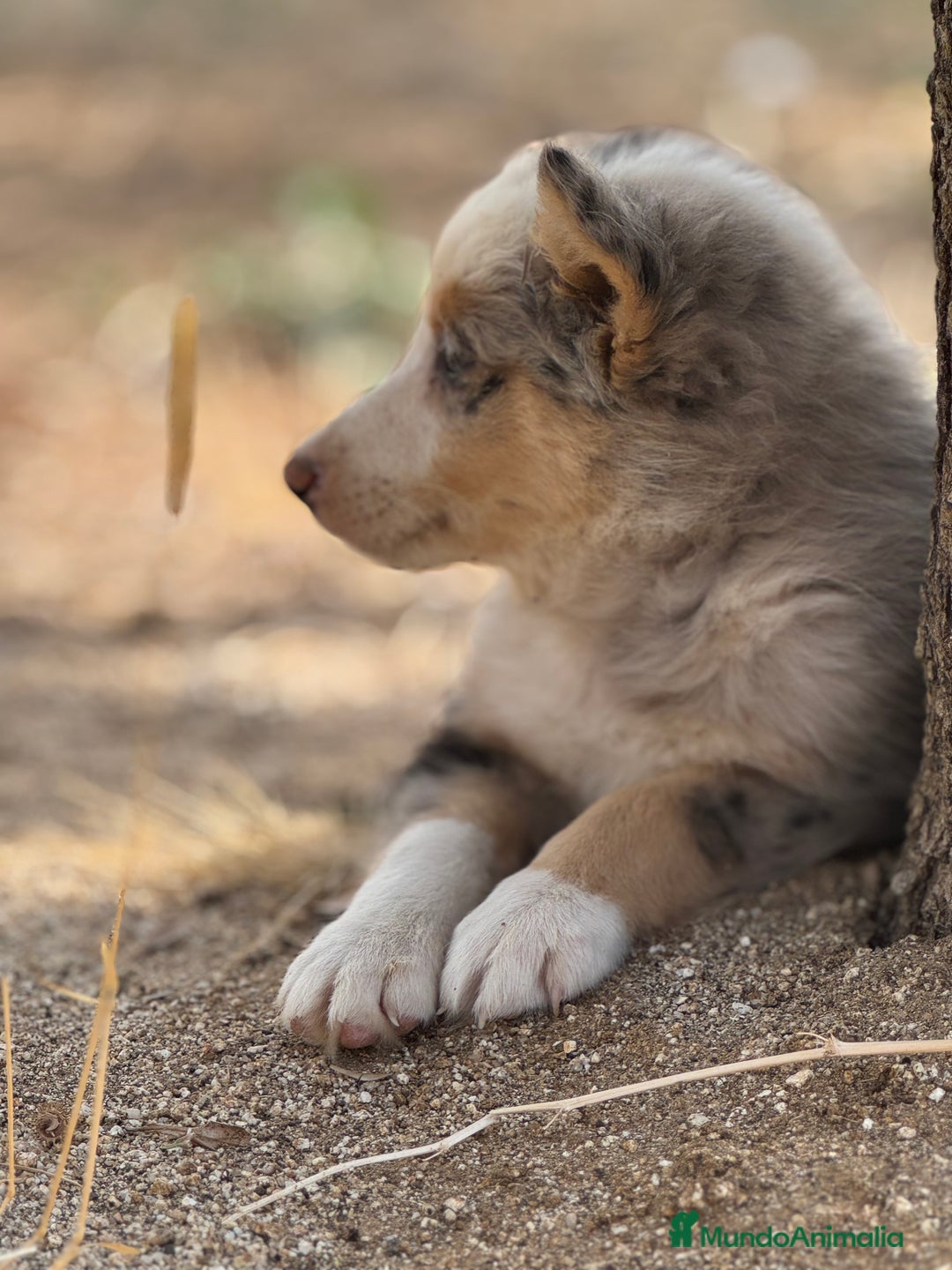 Border Collie perros en venta: BORDER COLLIE  - Anuncio 3