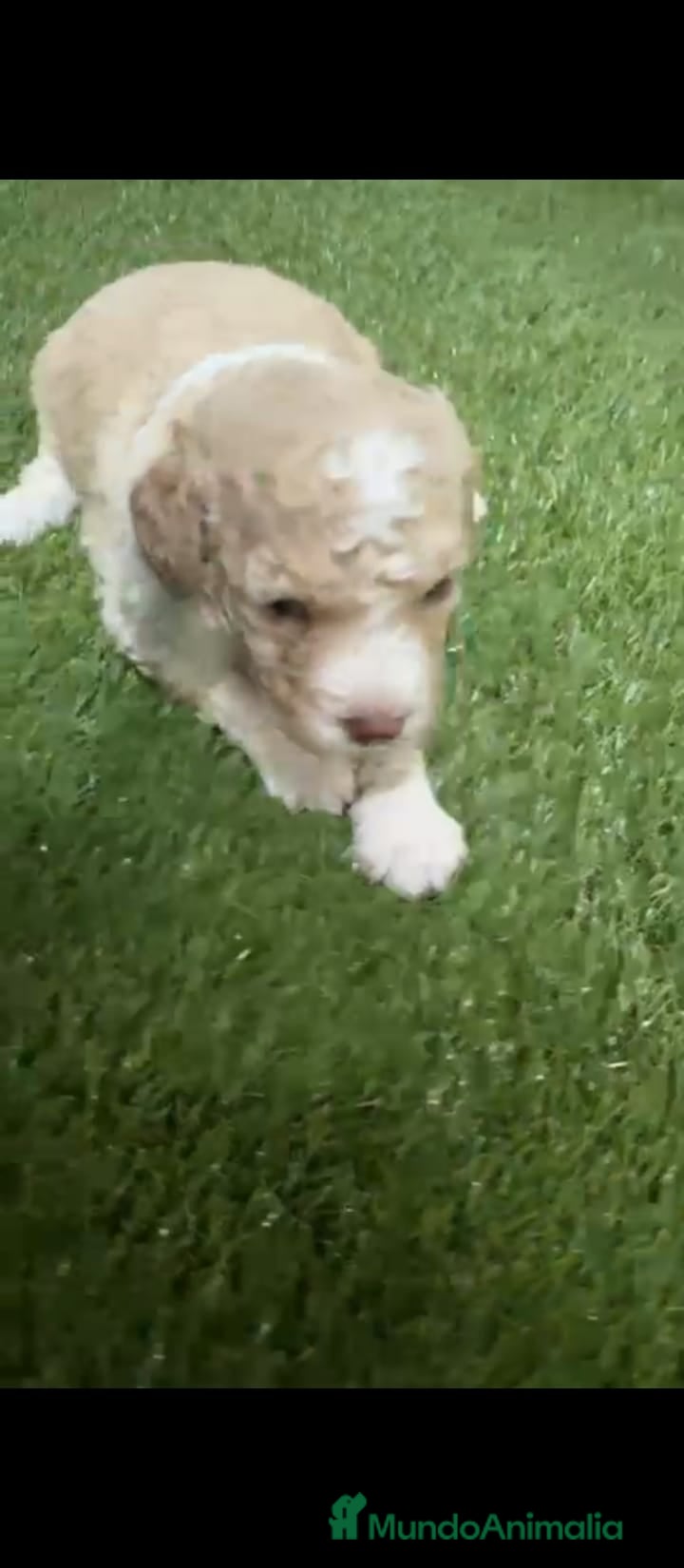 Perro de Agua Español perros Perro de aguas español - Anuncio 2