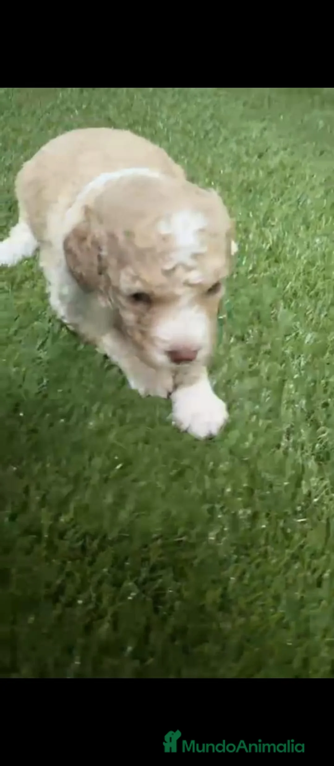 Perro de Agua Español perros en venta: Perro de aguas español - Anuncio 1