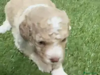 Perro de Agua Español perros Perro de aguas español - Anuncio 2