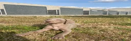 Weimaraner perros en venta: Preciosos bravos de weimar - Anuncio 5