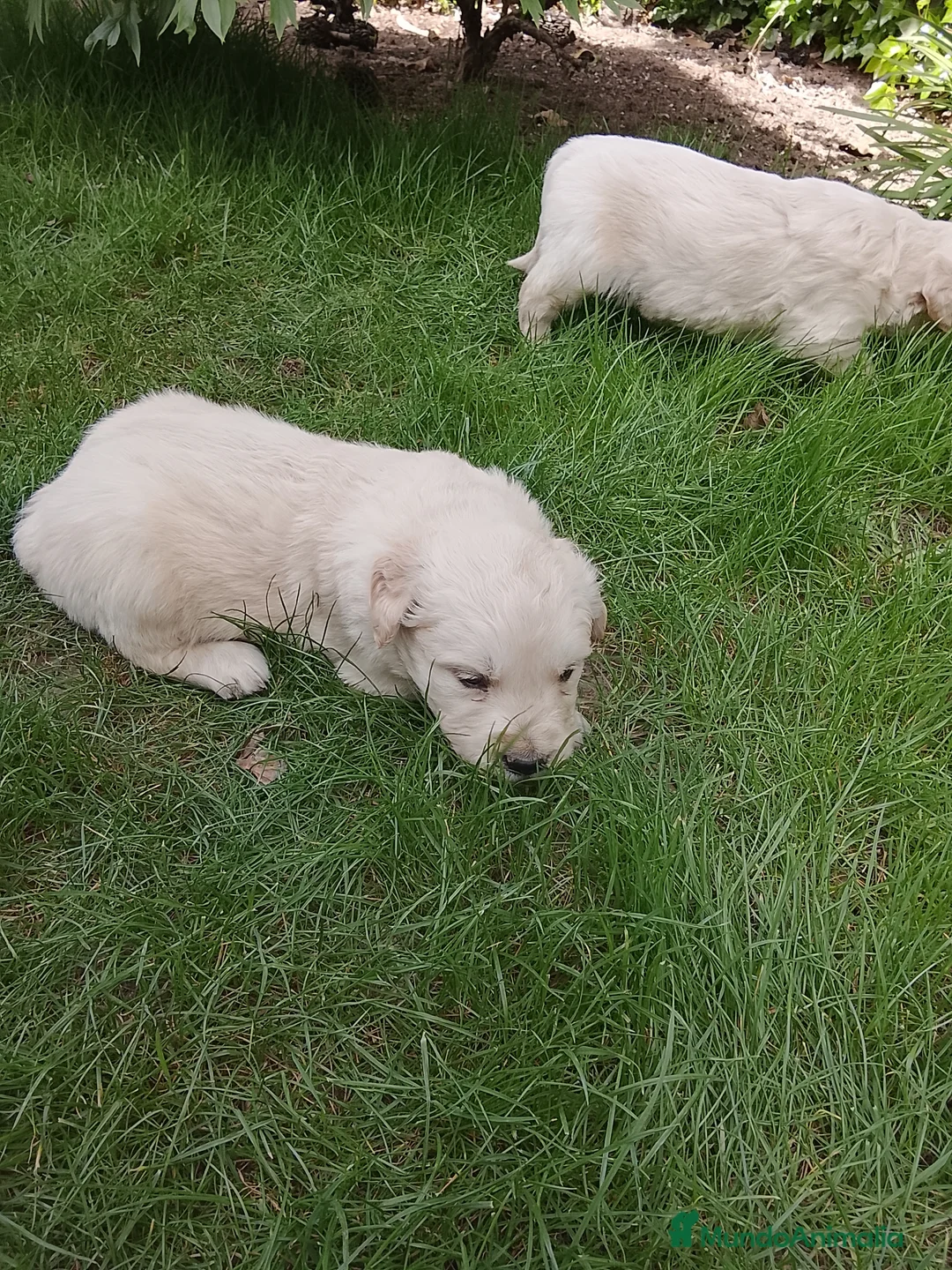 Golden Retriever perros en venta: Preciosos cacharros de golden retriever  - Anuncio 2