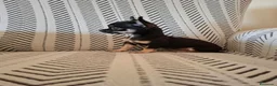 Chihuahua perros en venta: Chihuahua Toy  - Anuncio 2