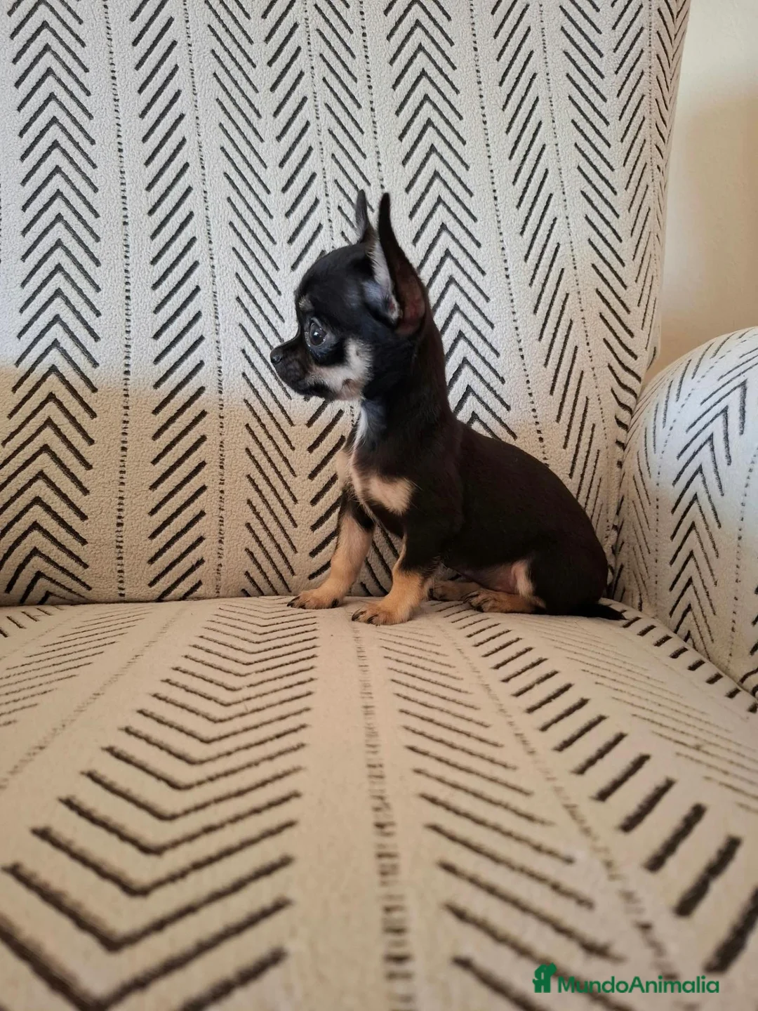 Chihuahua perros en venta: Chihuahua Toy  - Anuncio 2
