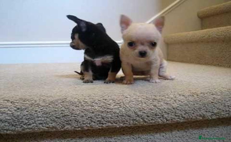 Chihuahua perros - Anuncio 6