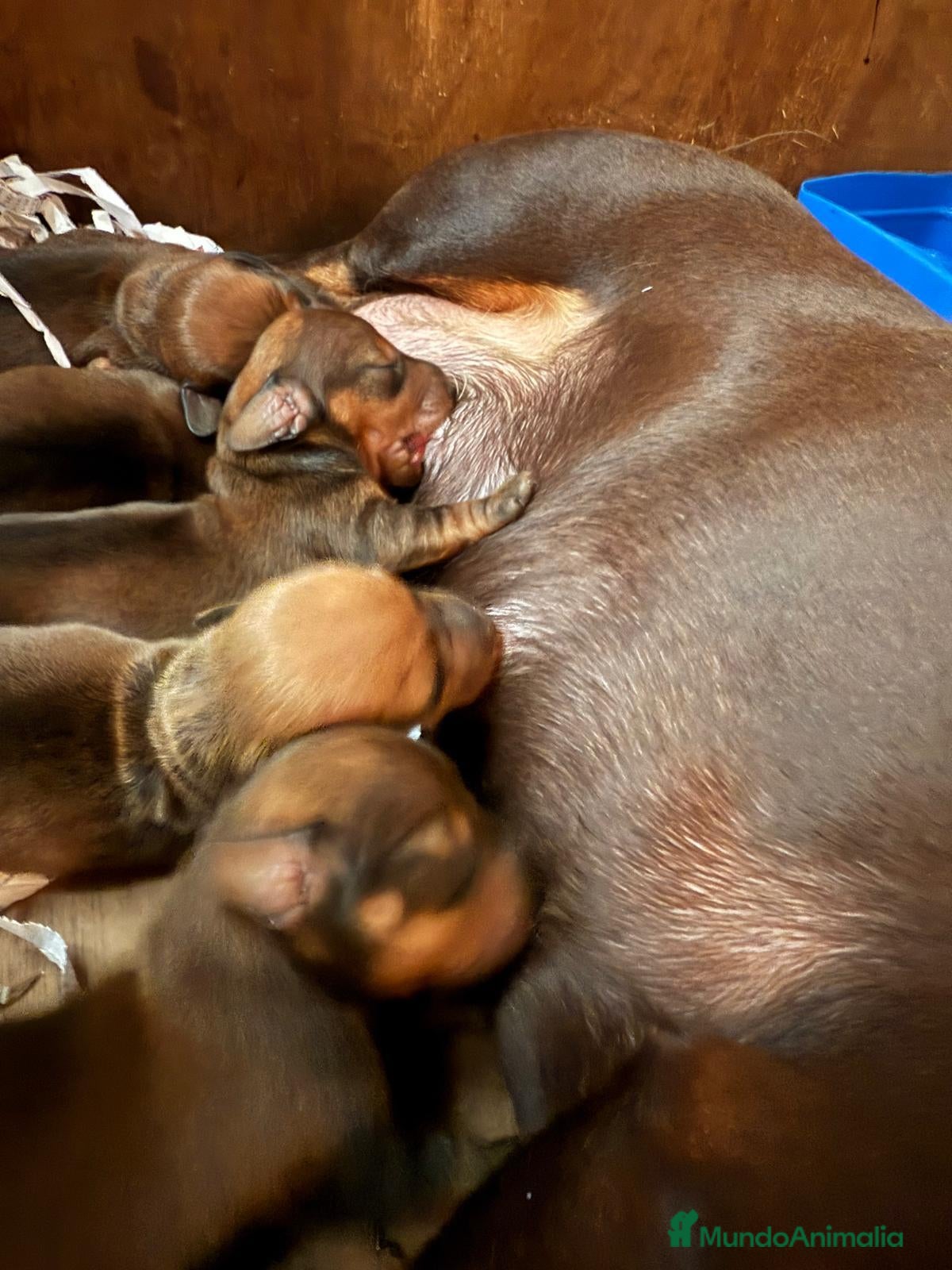 Teckel Miniatura perros teckel merle criadero garantias pura raza valencia - Anuncio 1