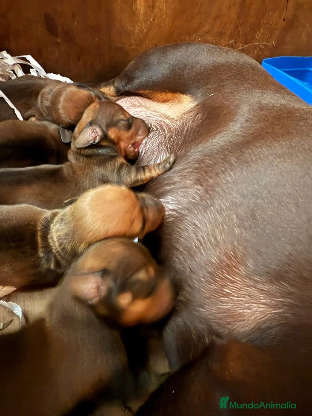 Teckel Miniatura perros en venta: teckel merle criadero garantias pura raza valencia - Anuncio 1