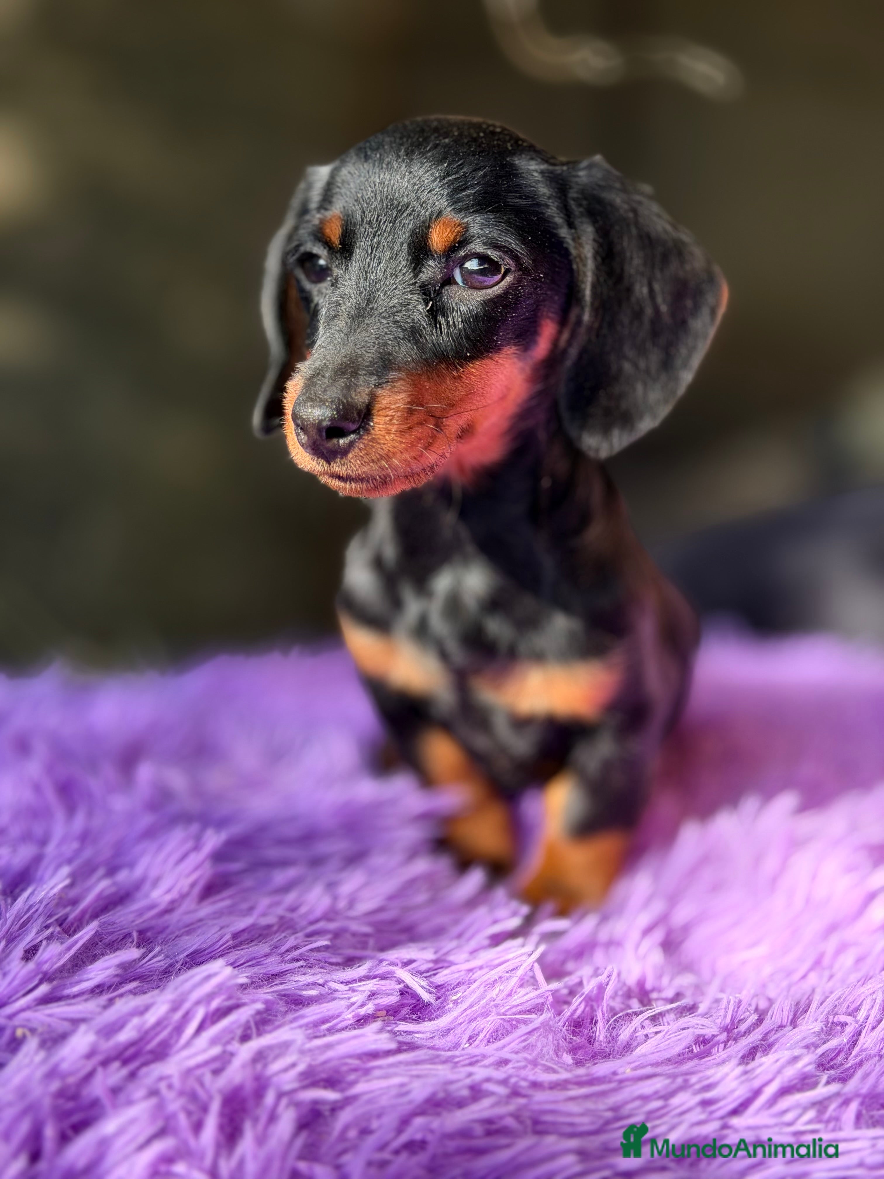 Teckel Miniatura perros Teckel Kaninchen hembra  - Anuncio 2