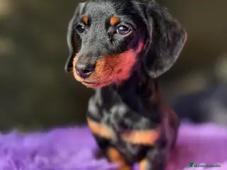 Teckel Miniatura perros Teckel Kaninchen hembra - Anuncio 2