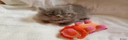 Persa gatos en venta: Disponible gatitos persa himalayo  - Anuncio 9