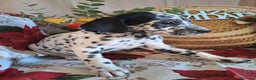 Dálmata perros en venta: DALMATA  - Anuncio 7