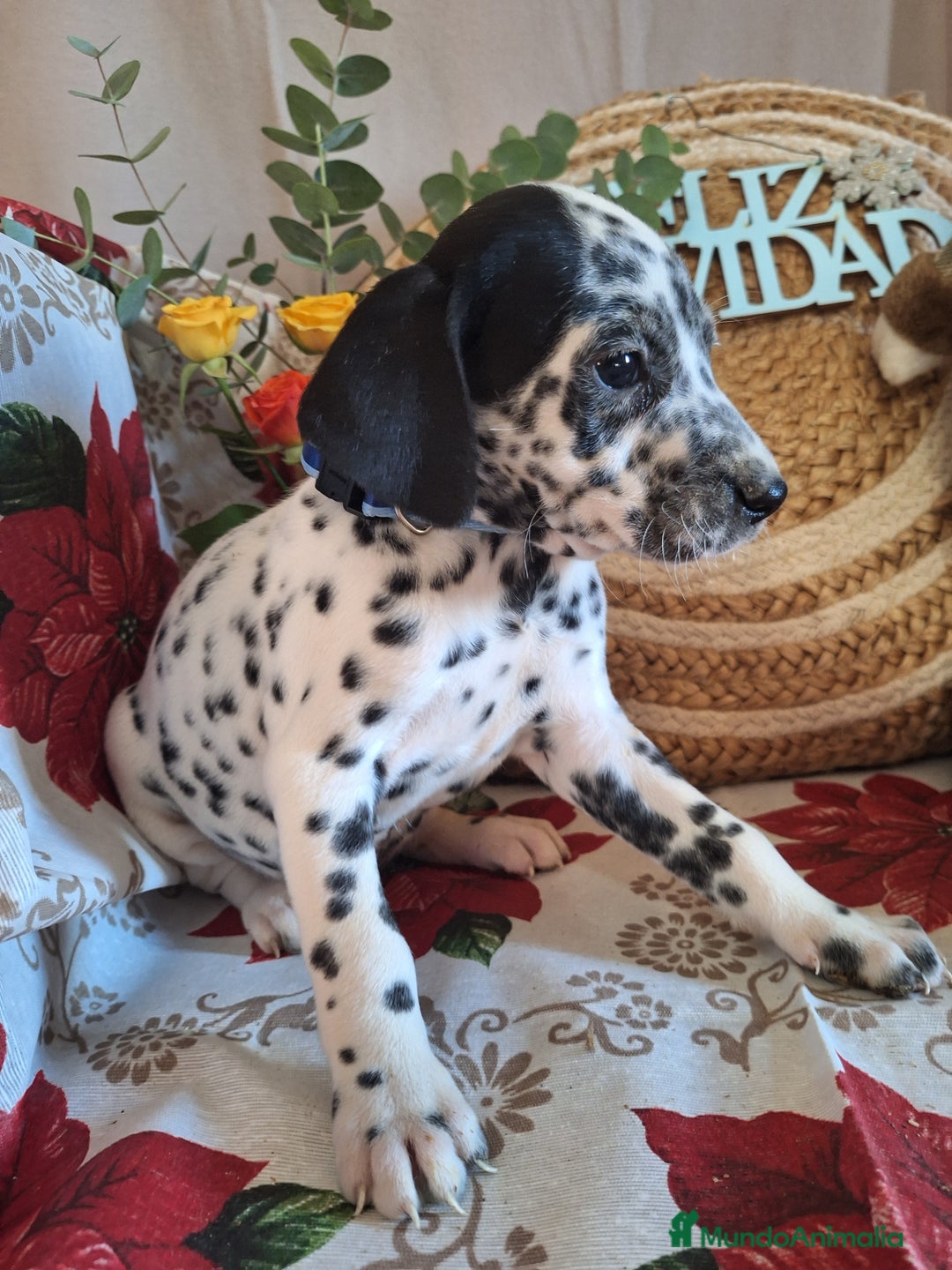 Dálmata perros en venta: DALMATA  - Anuncio 7