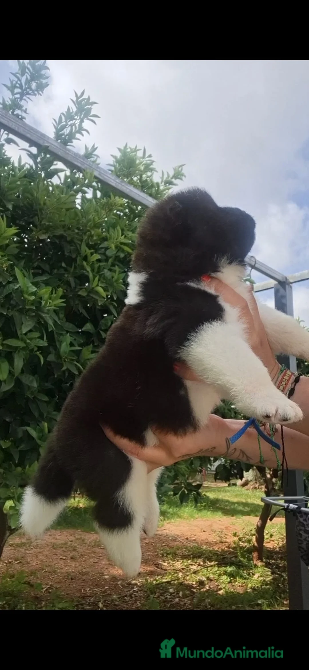 Akita Inu perros en venta: Akita Inu  - Anuncio 8